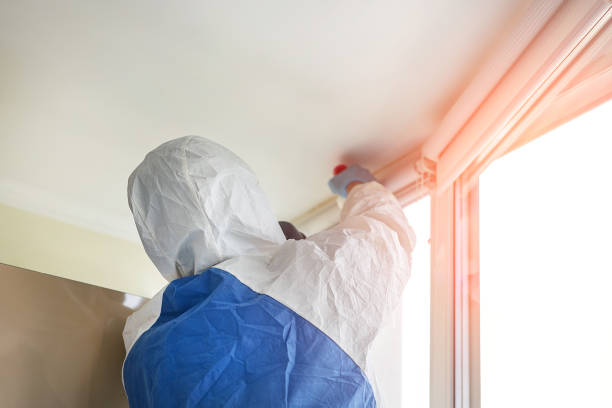 Best Black Mold Removal  in Mehlville, MO