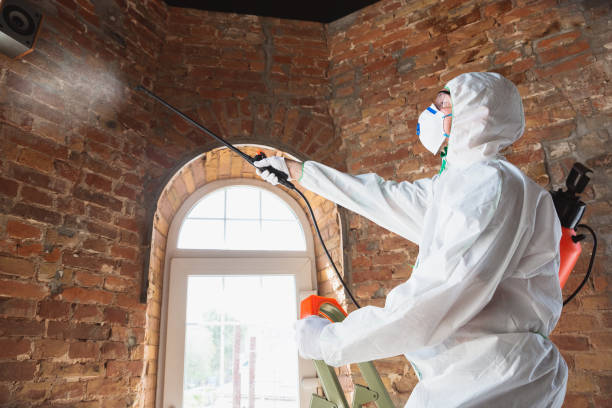 Reliable Mehlville, MO Mold Removal & Remediation Solutions