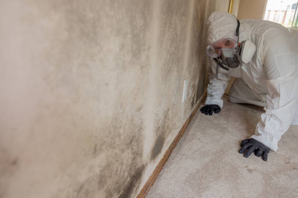 Best Environmental Consulting for Mold Prevention  in Mehlville, MO